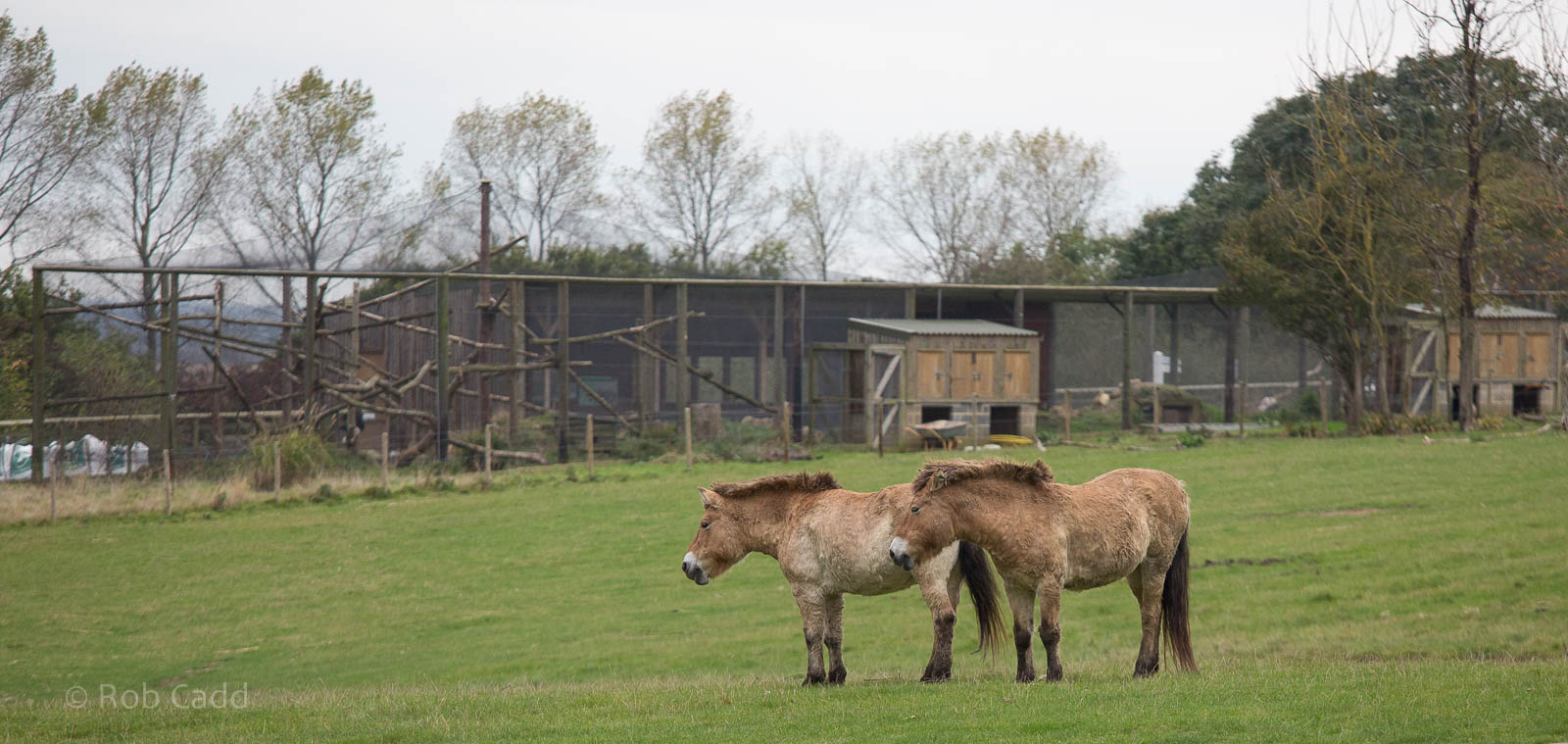 Przewalskis horses : Port Lympne : 15 Oct 2014
