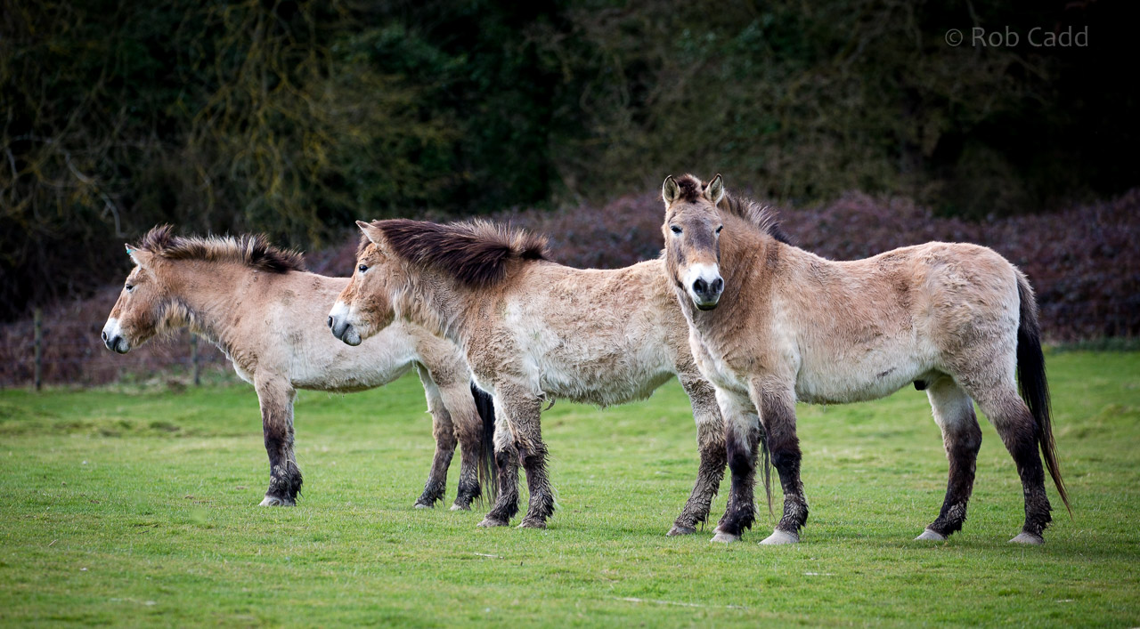 Przewalski's horses : Port Lympne : 31 Mar 2015
