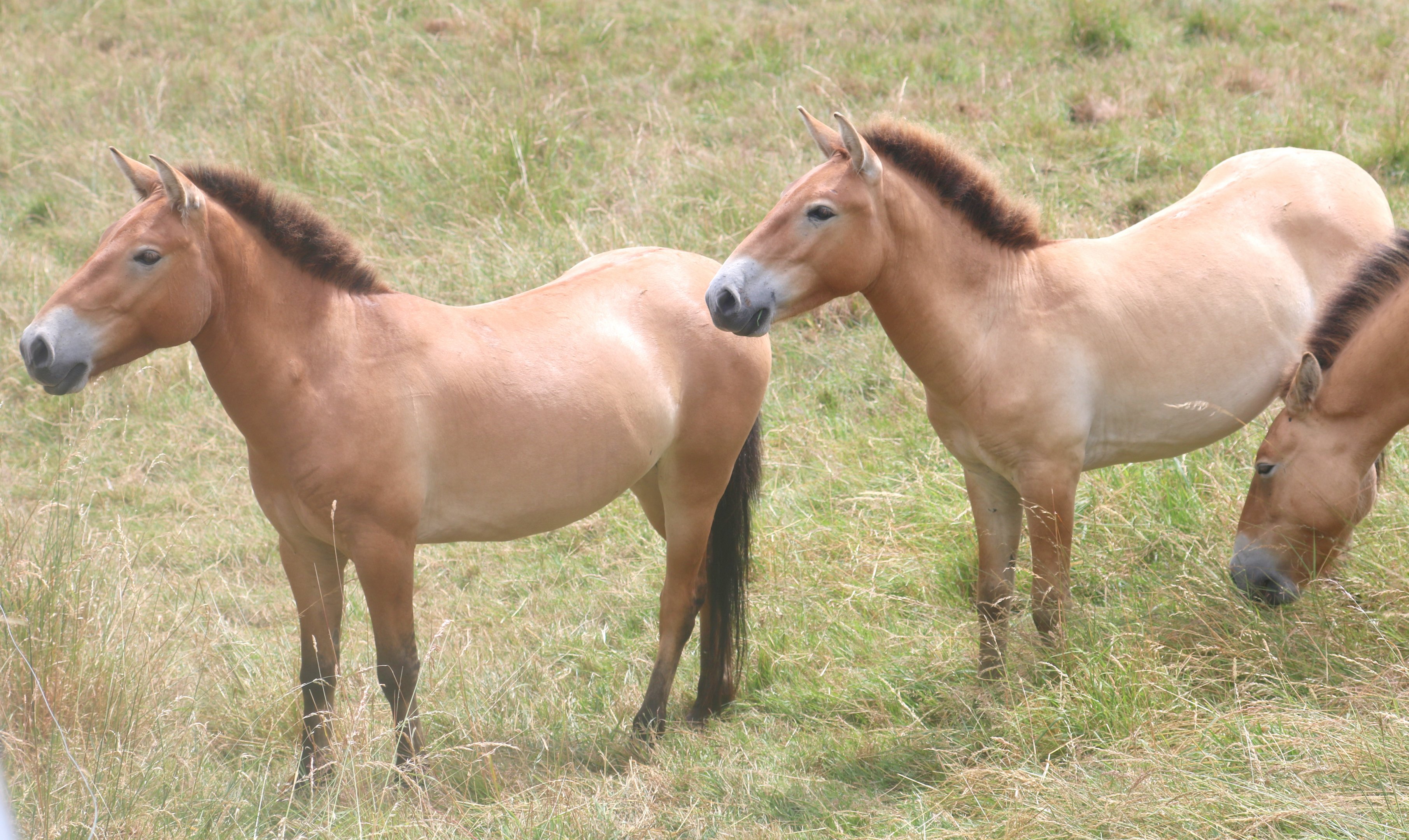 Przewalski's horses; Whipsnade; 13th July 2019