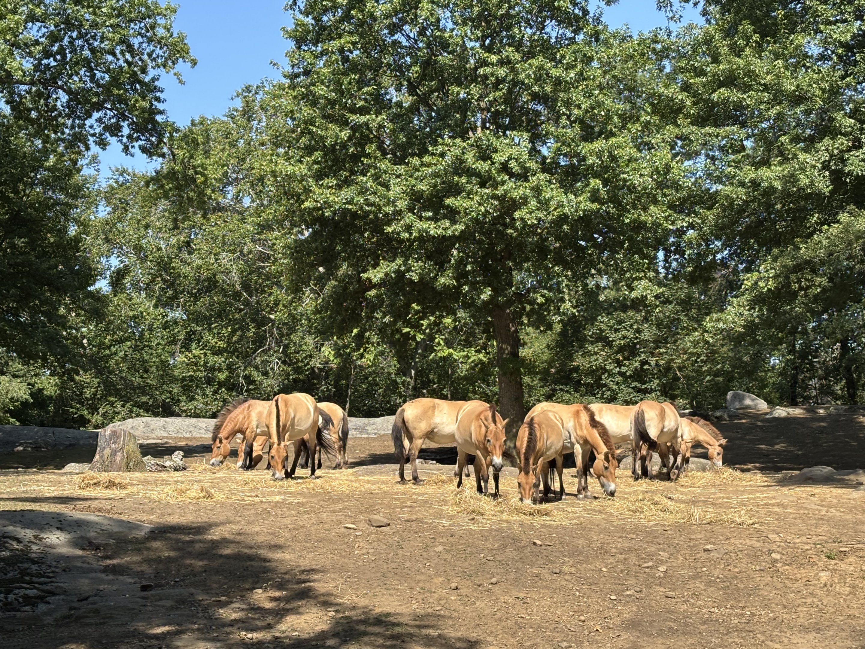 Przewalski’s Horses - Wild Asia