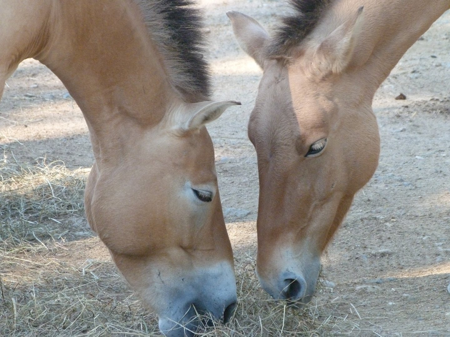 Przewalski's horses -Zoo Praha (2025)