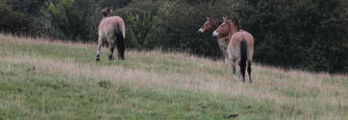 przewalskis horses