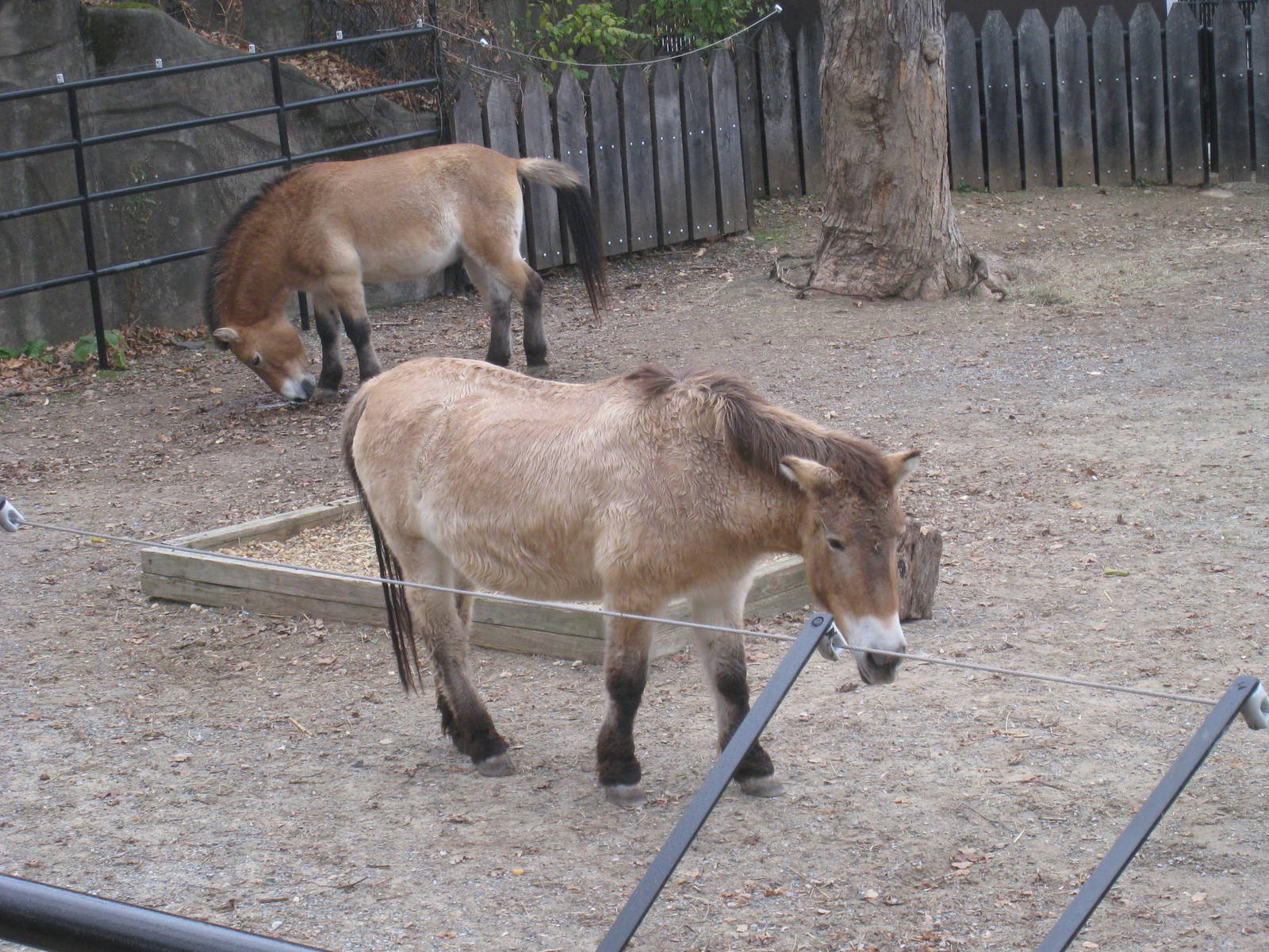 Przewalski's Horses