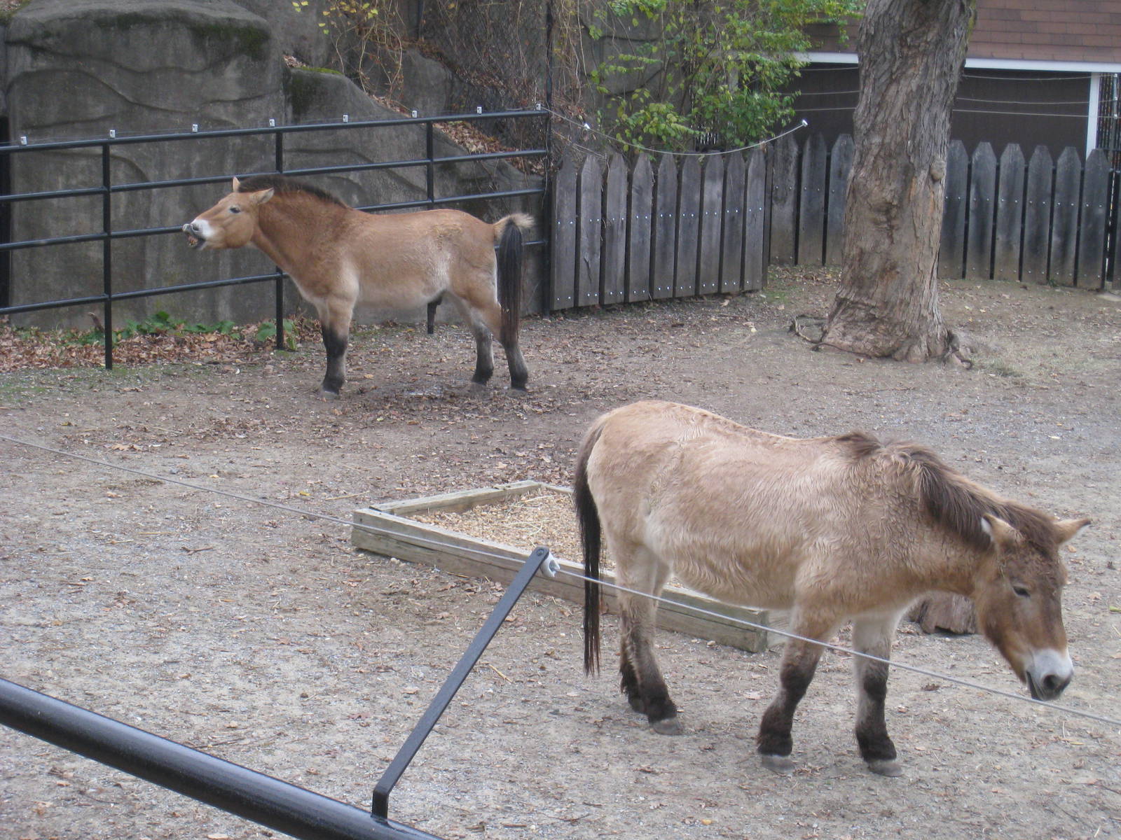 Przewalski's Horses