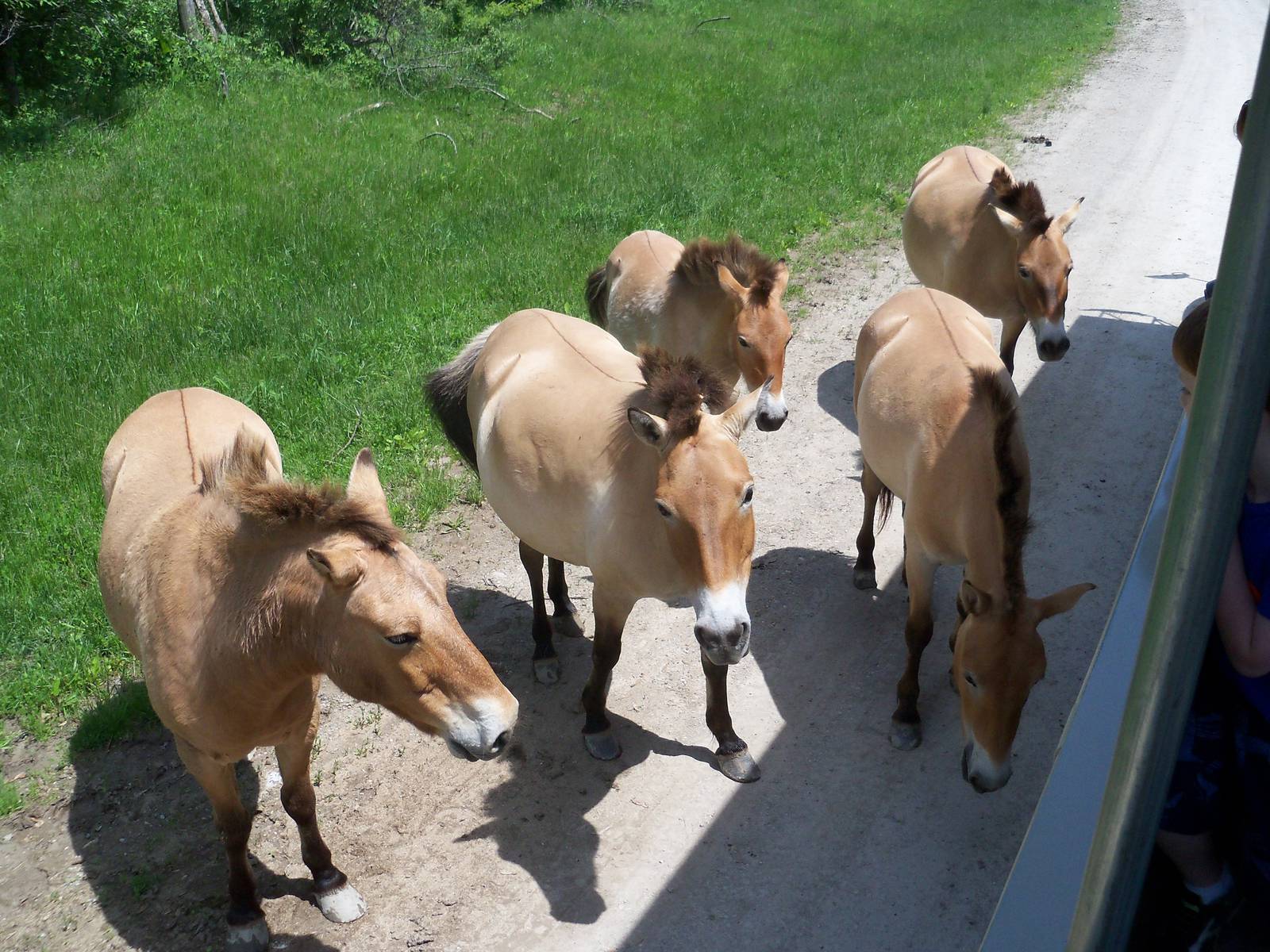 Przewalski's Horses