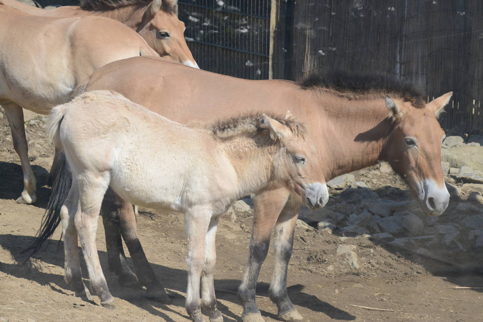 Przewalski's horses