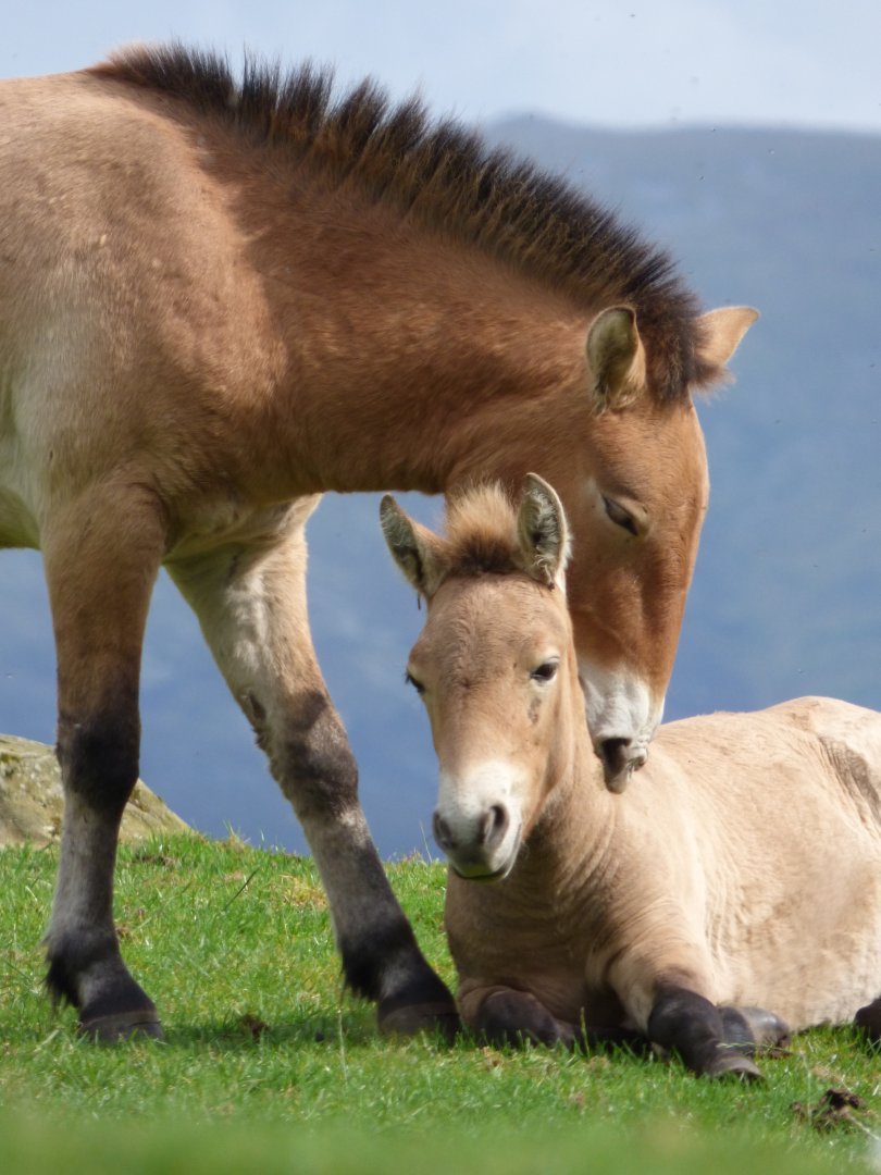 Przewalski's Horses
