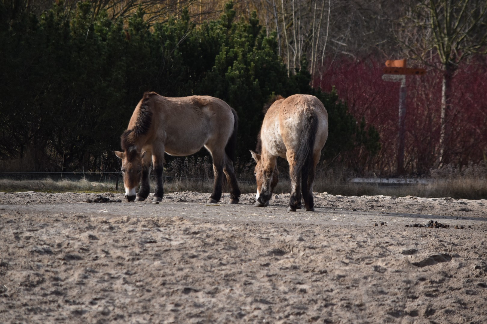 Przewalski's horses
