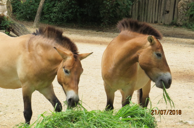 Przewalski's Horses
