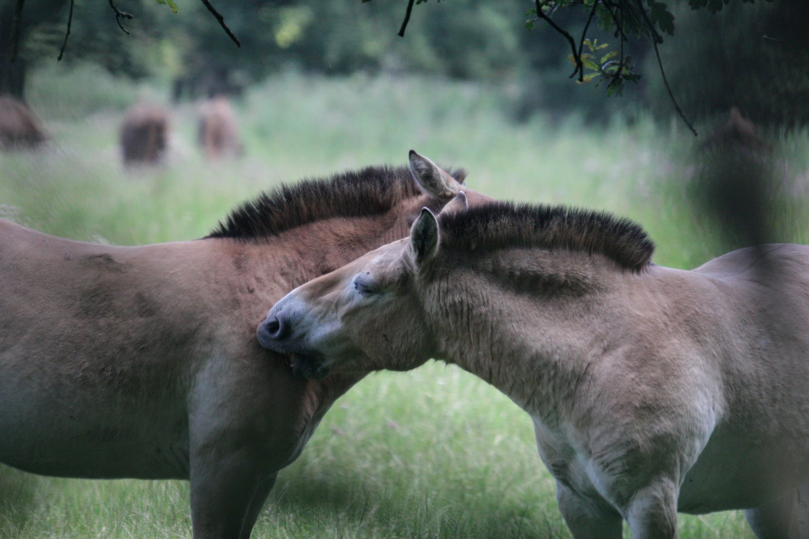 Przewalski's horses