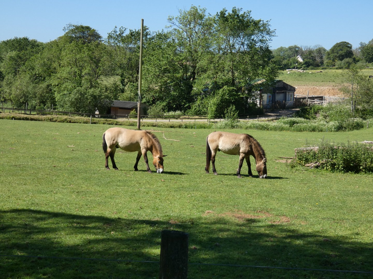 Przewalski's horses