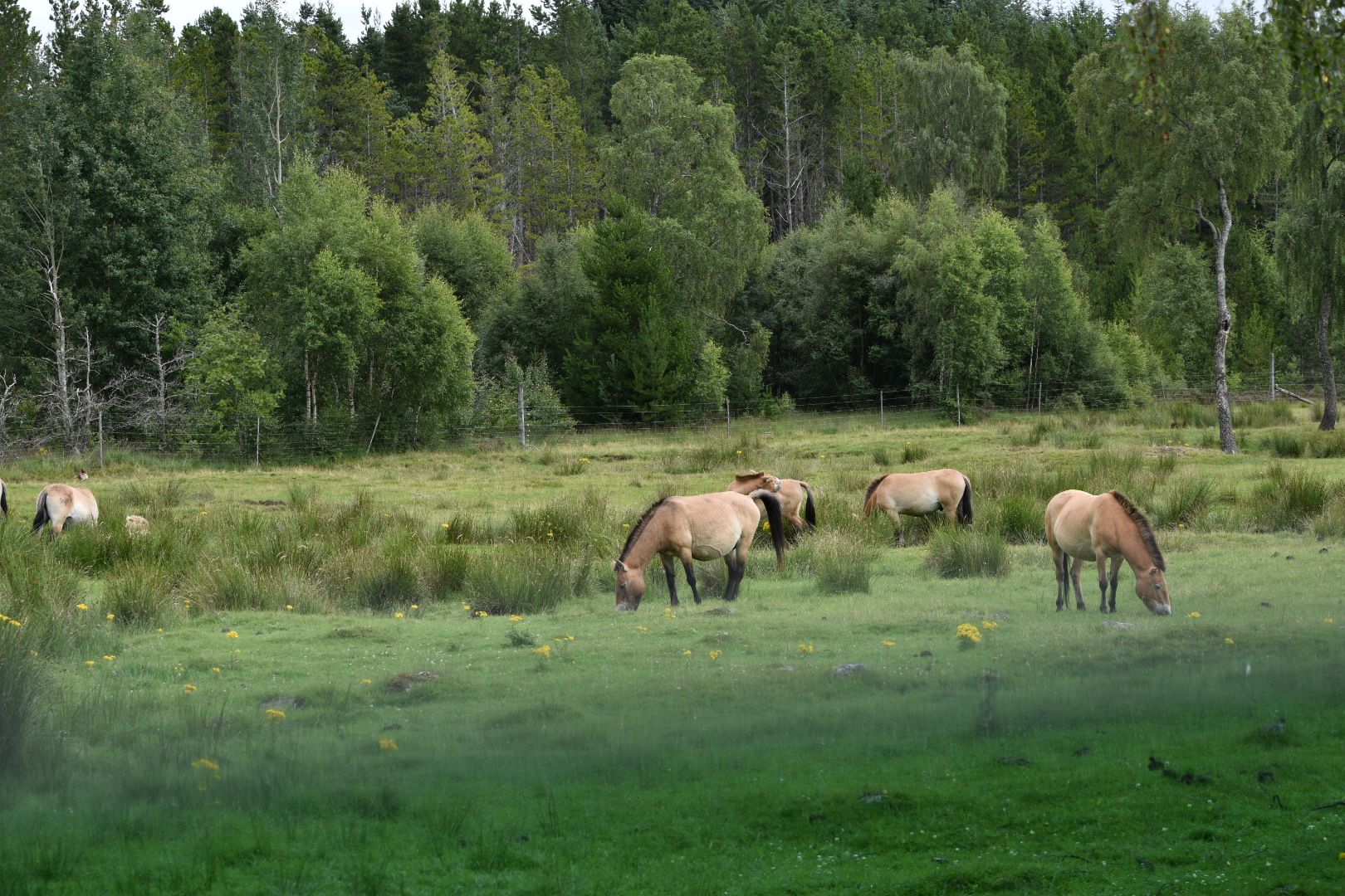 Przewalski's Horses