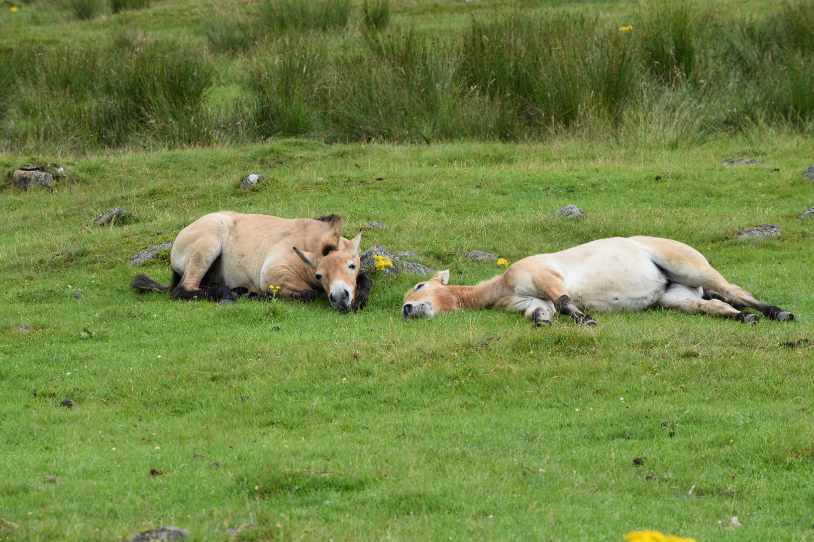 Przewalski's Horses