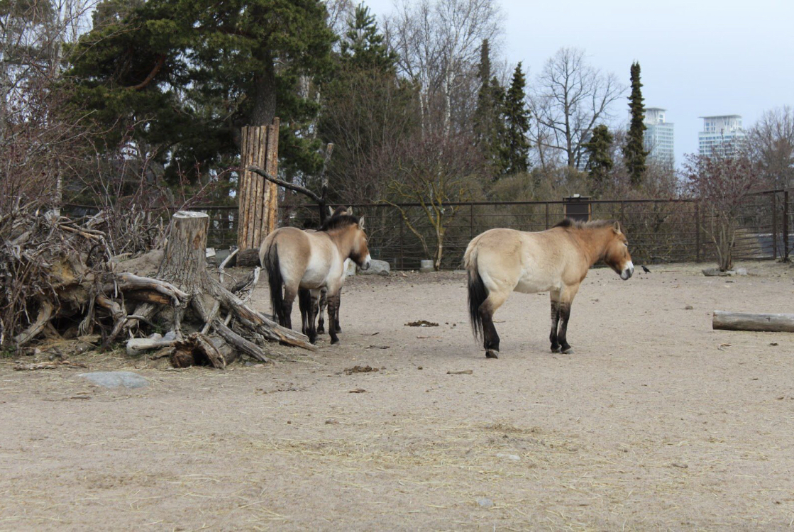 Przewalski’s horses