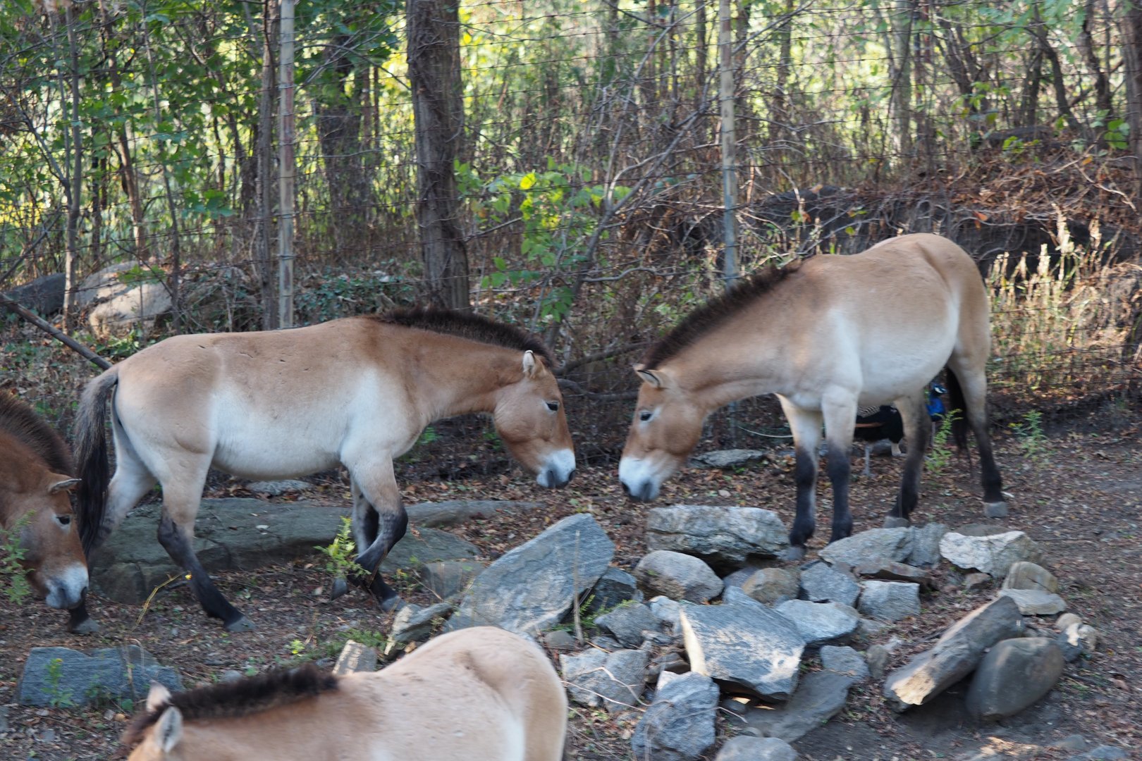 Przewalski's horses