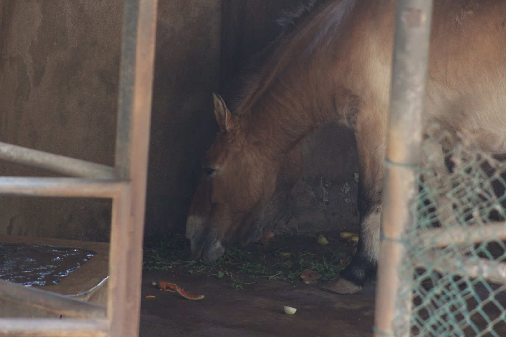 Przewalski's horses