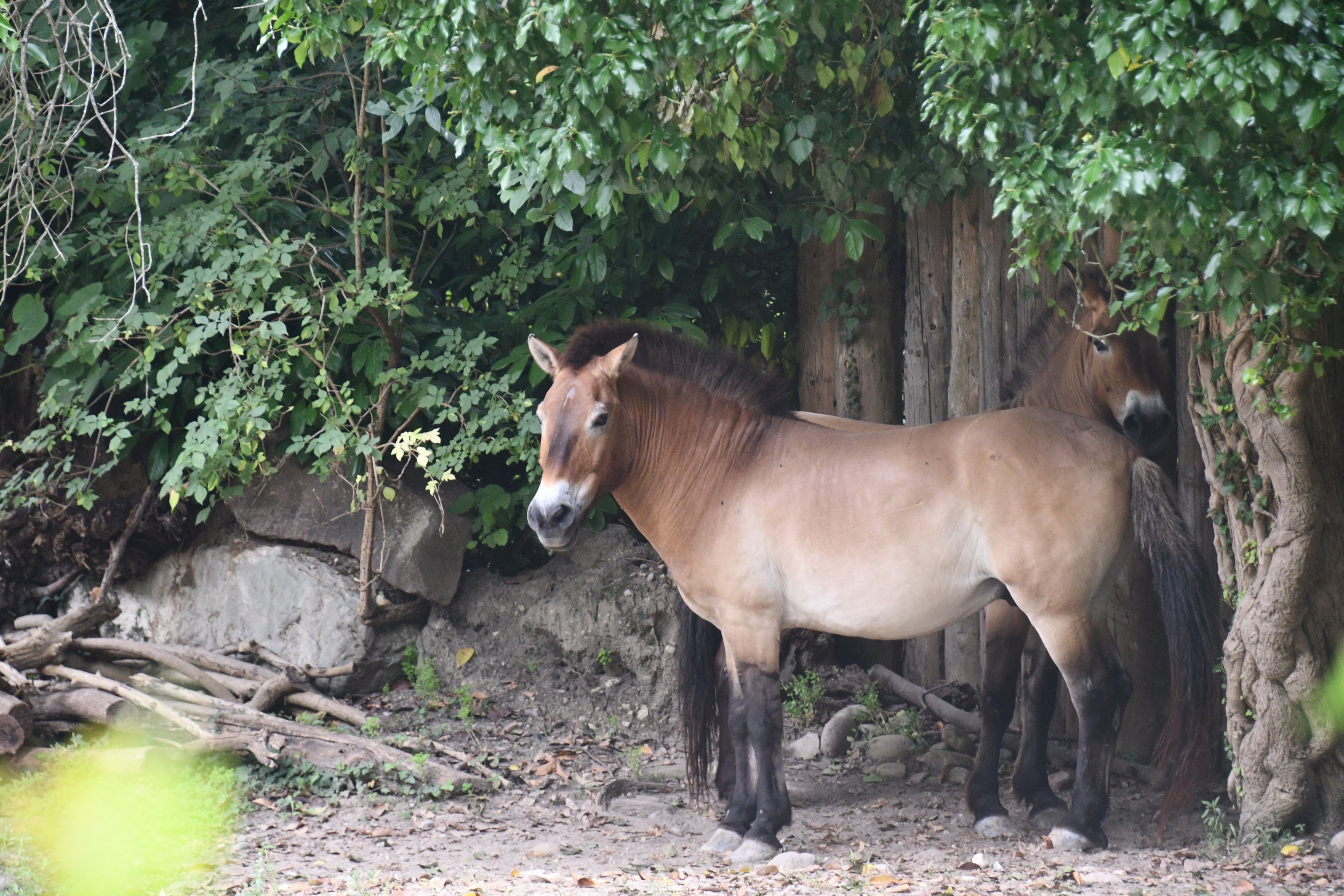 Przewalski's Horses