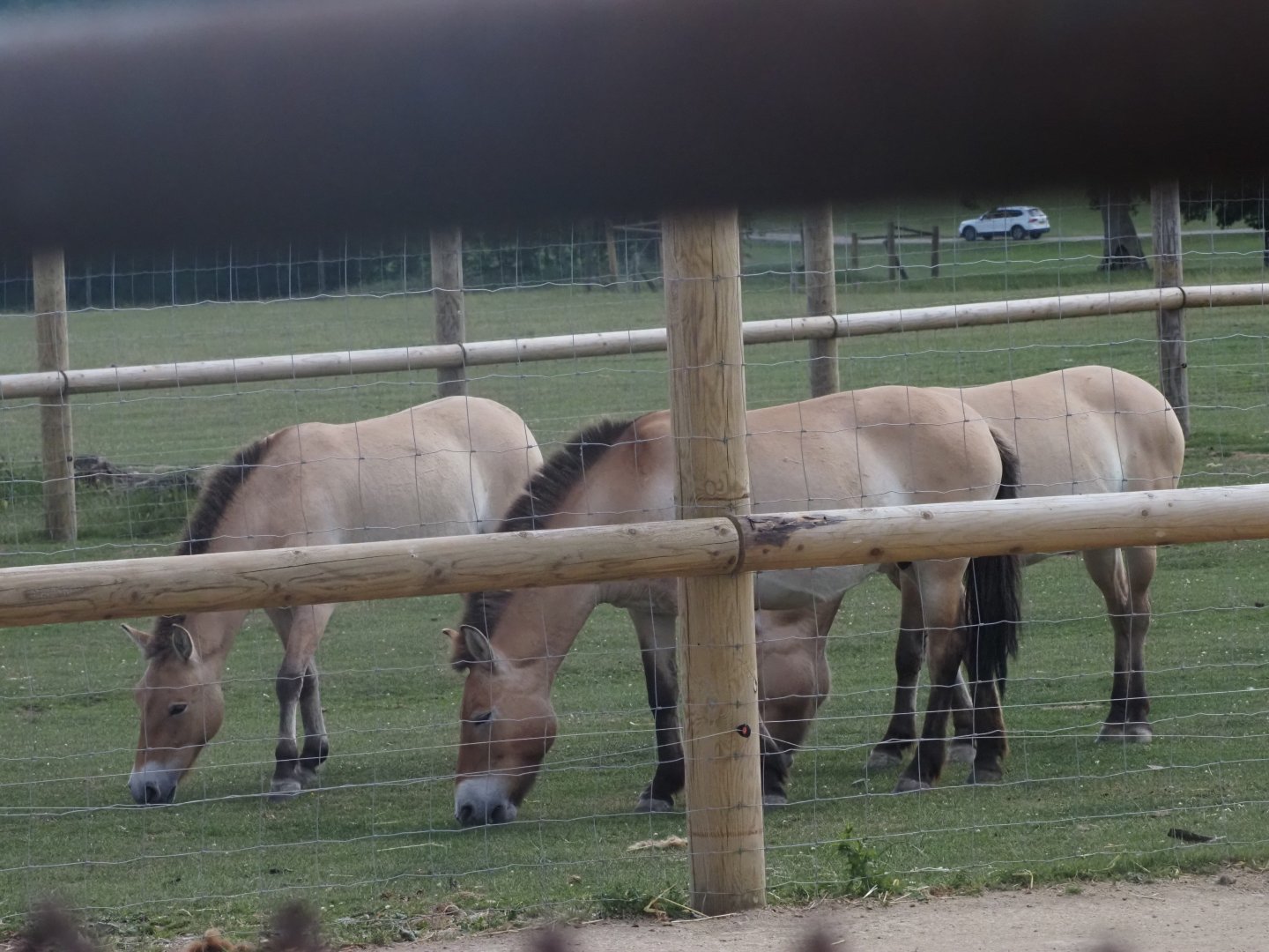 Przewalski's Horses
