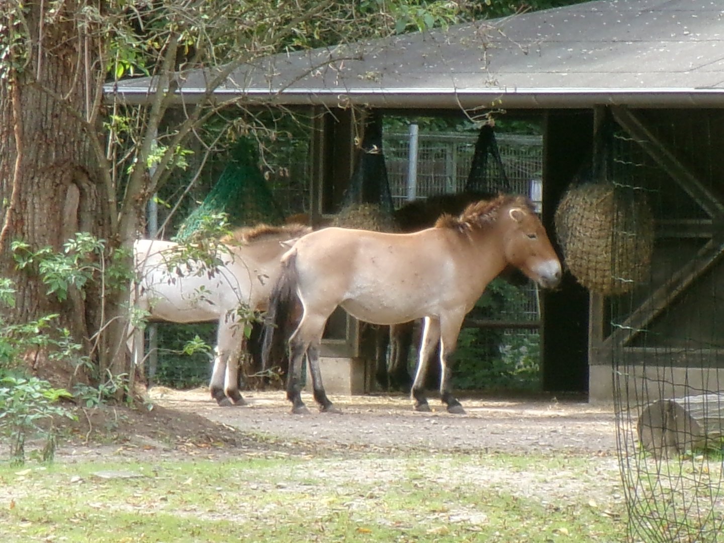 Przewalski's horses