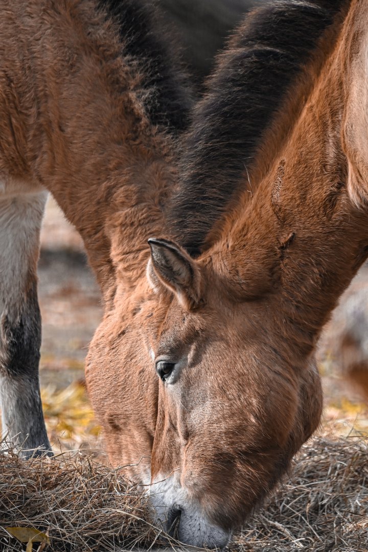 Przewalski's horses
