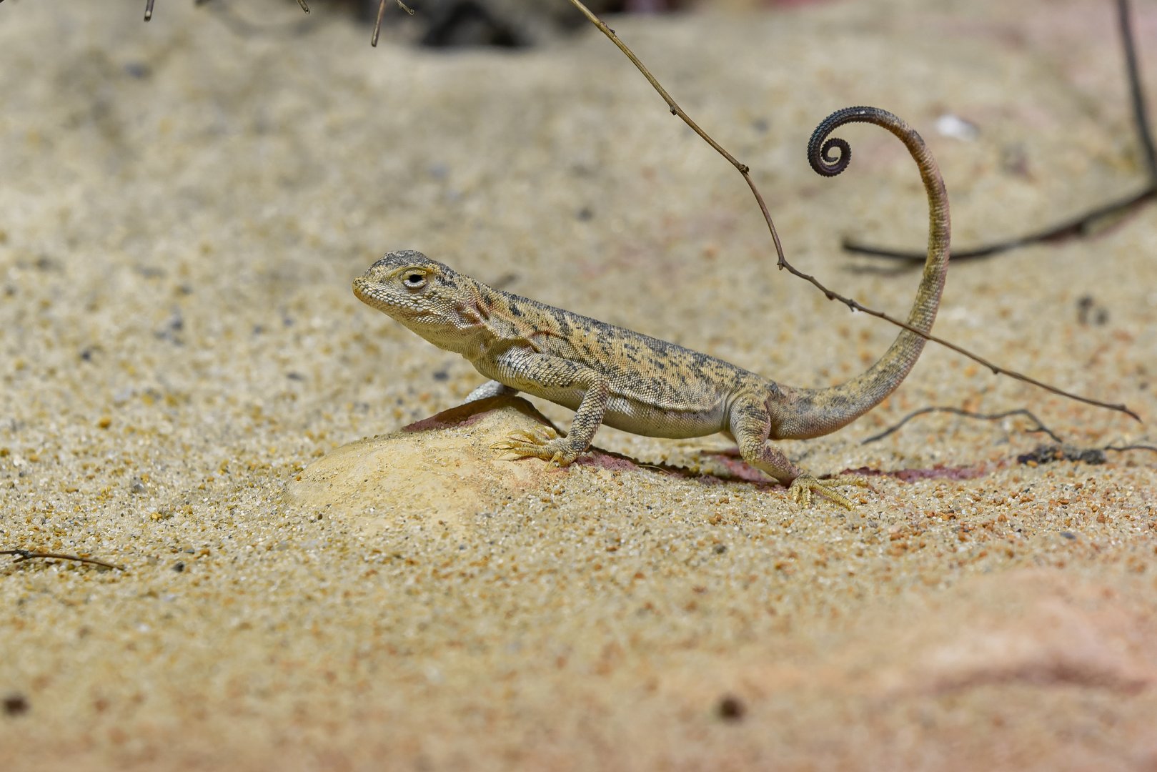 Przewalski's toadhead agama (Phrynocephalus przewalskii)