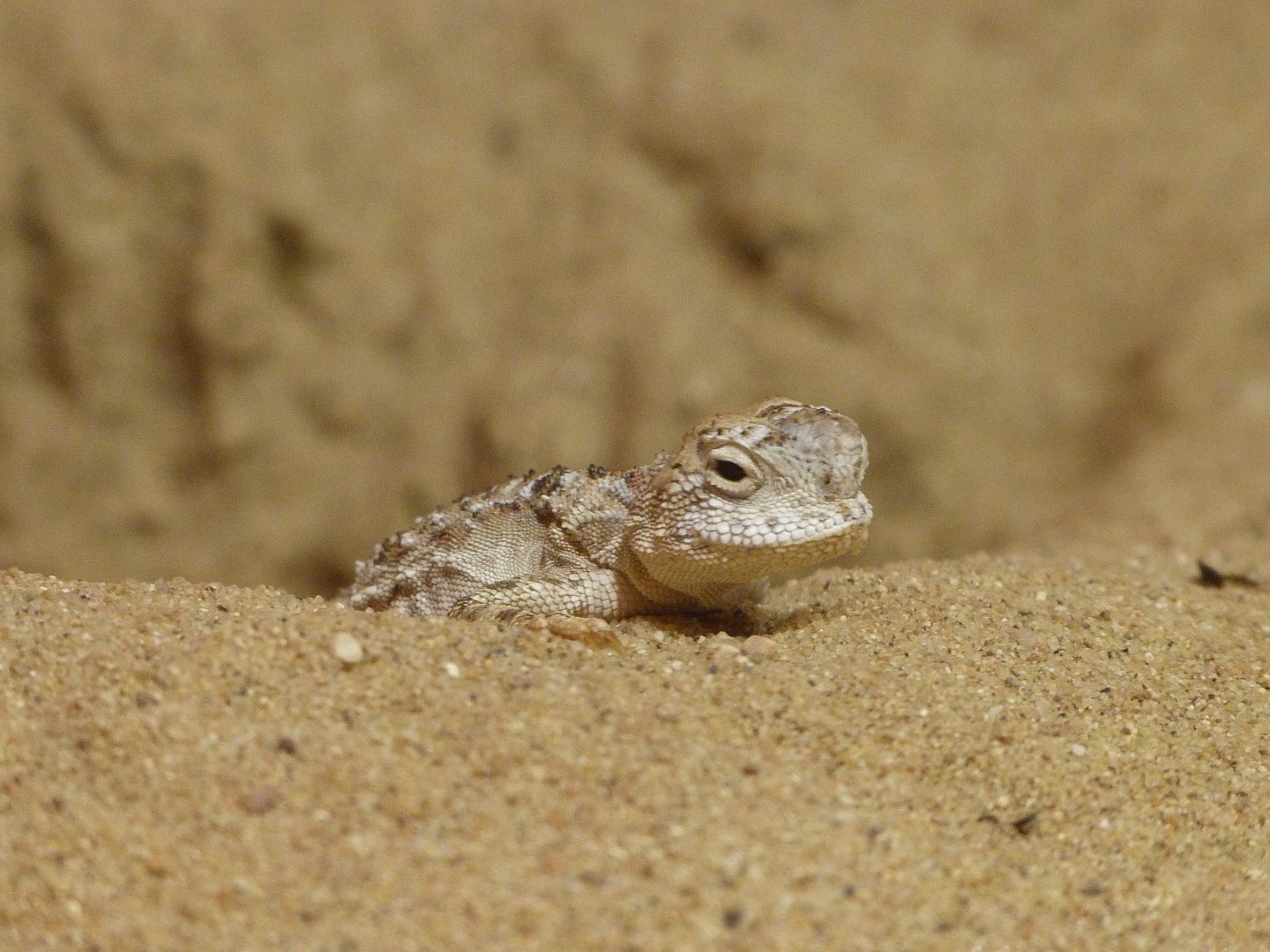 Przewalski's toadhead agama -Zoo Praha (2025)