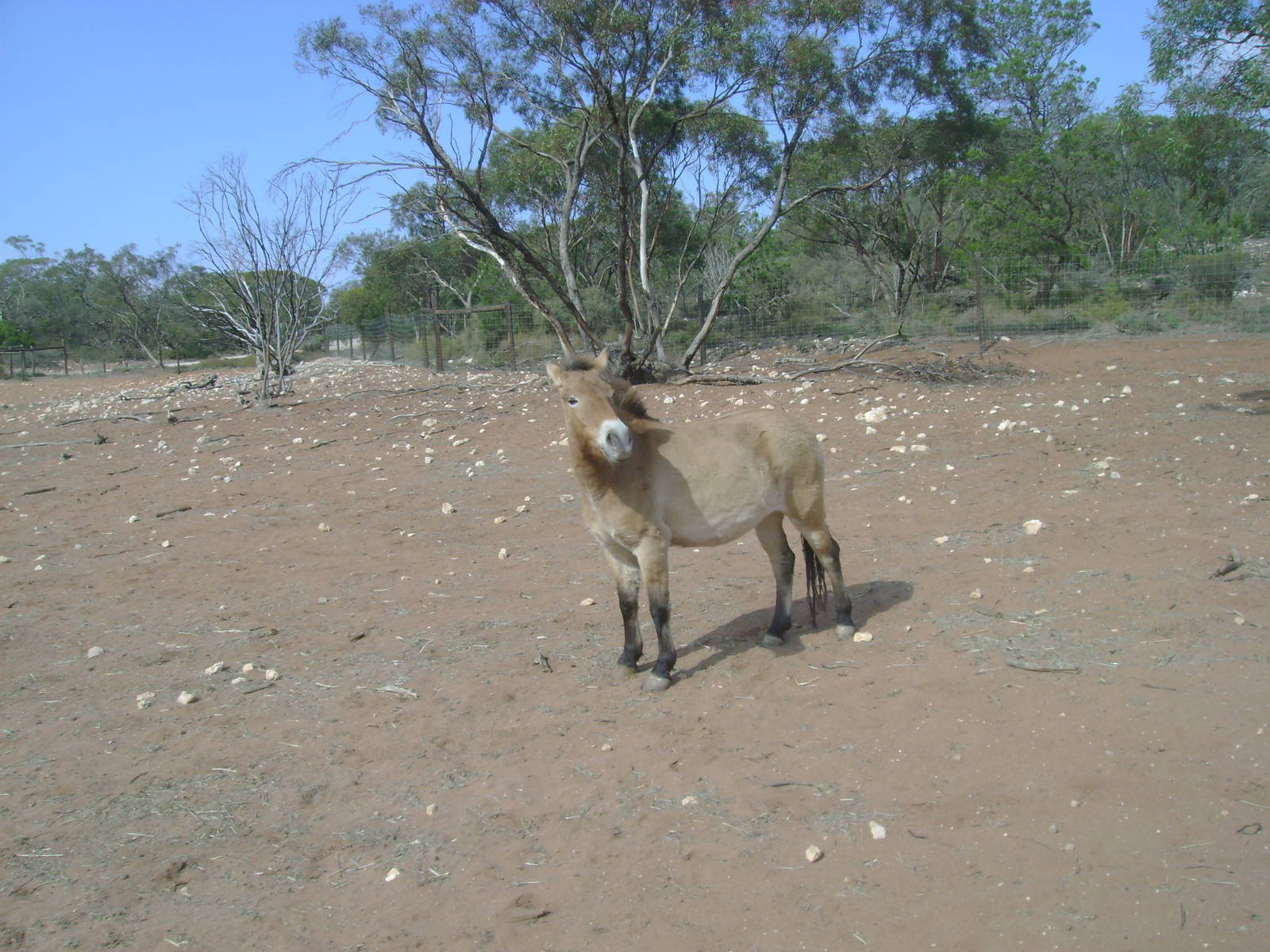 Przewalski's Wild Horse at Monarto.