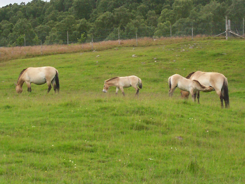 przewalskis wild horse at the highland wildlife park