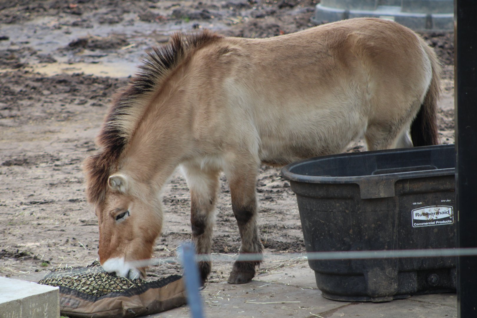 Przewalski’s Wild Horse (E. f. przewalskii)