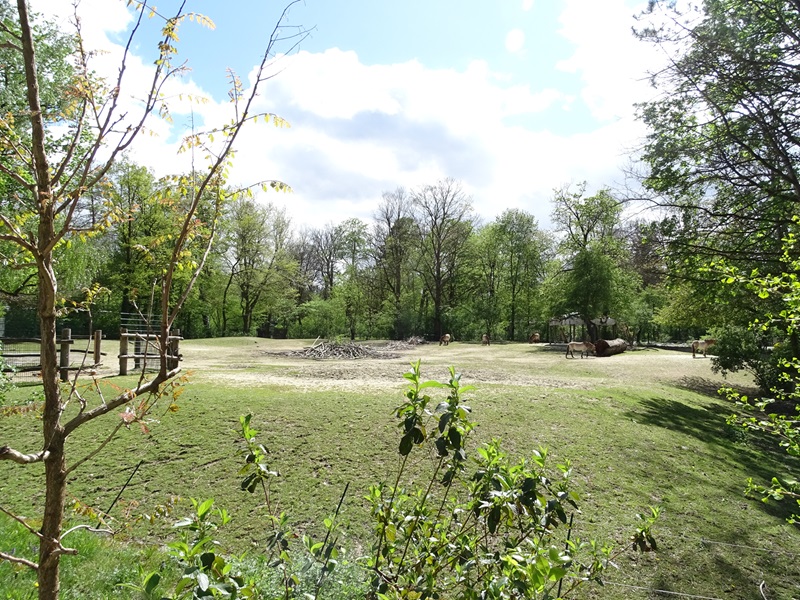 Przewalski's wild horse enclosure