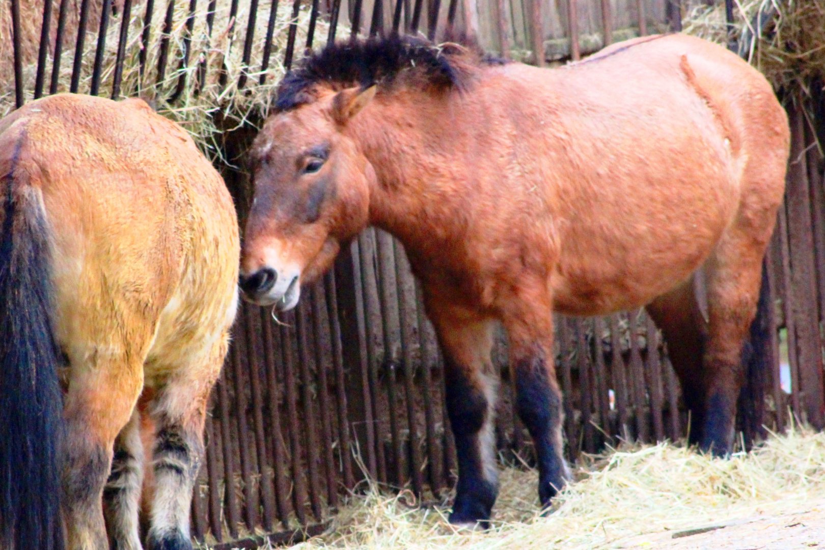 Przewalski's wild horse (Equus ferus przewalski) in Jardin des Plantes; 24th November 2018