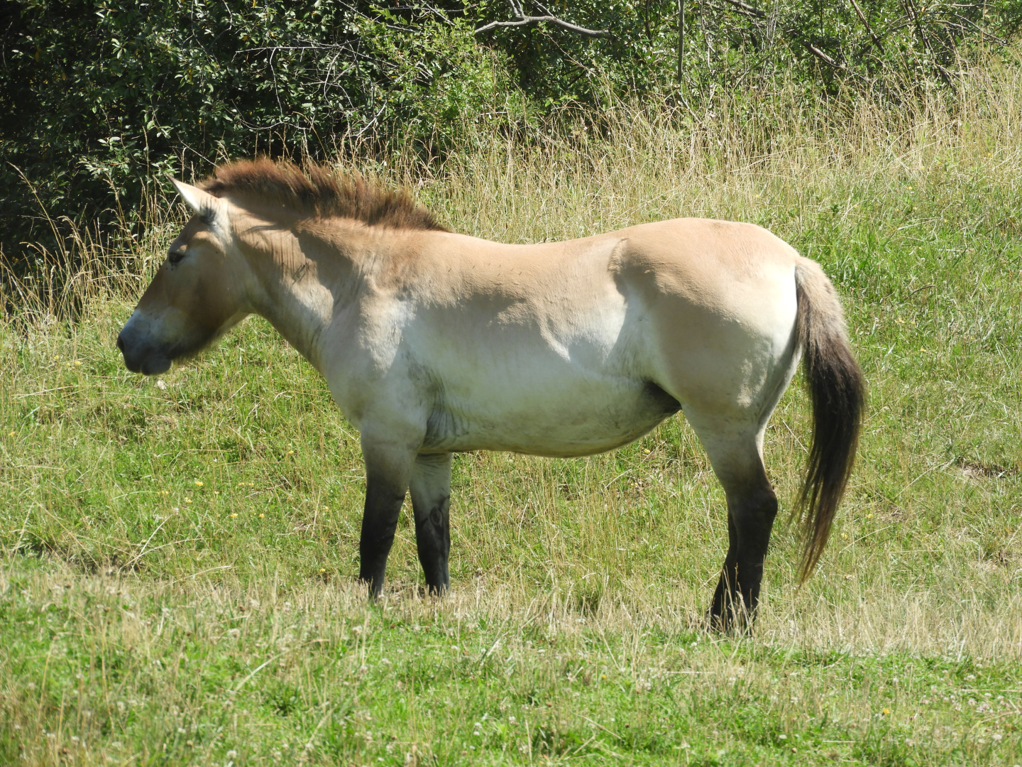 Przewalski's Wild Horse (Equus ferus przewalskii)