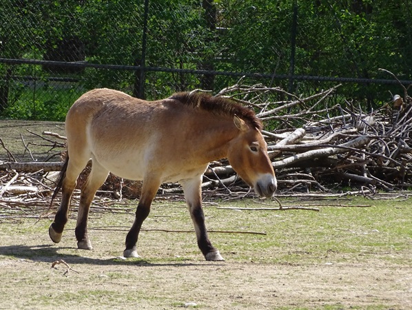 Przewalski's wild horse (Equus ferus przewalskii)