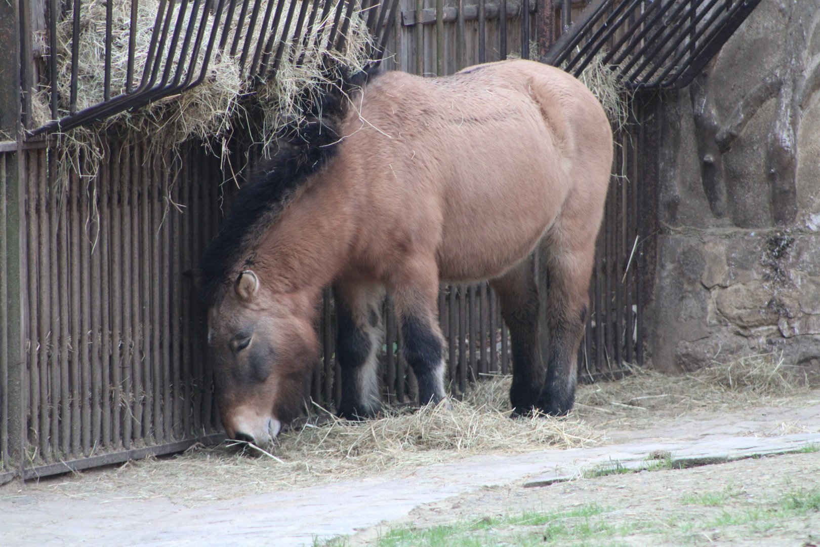 Przewalski’s Wild Horse (Equus ferus przewalskii)