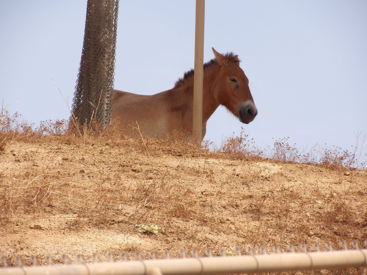 Przewalski's Wild Horse(Equus przewalskii)