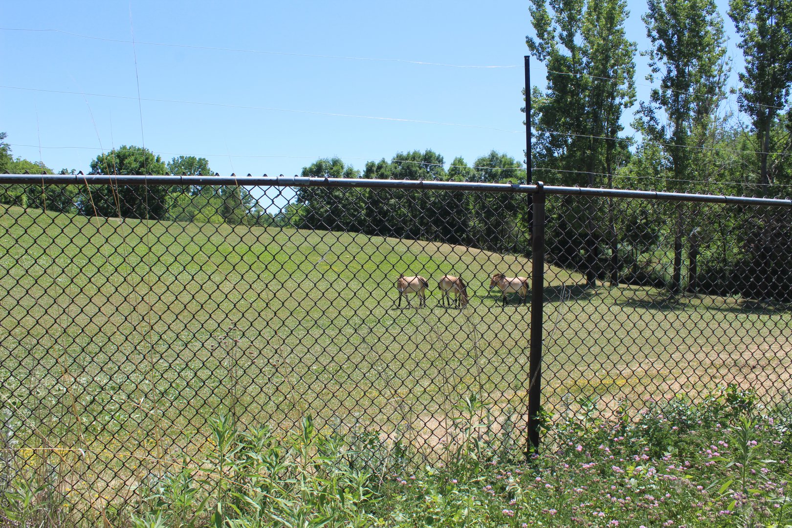 Przewalski's Wild Horse Exhibit - Northern Trail