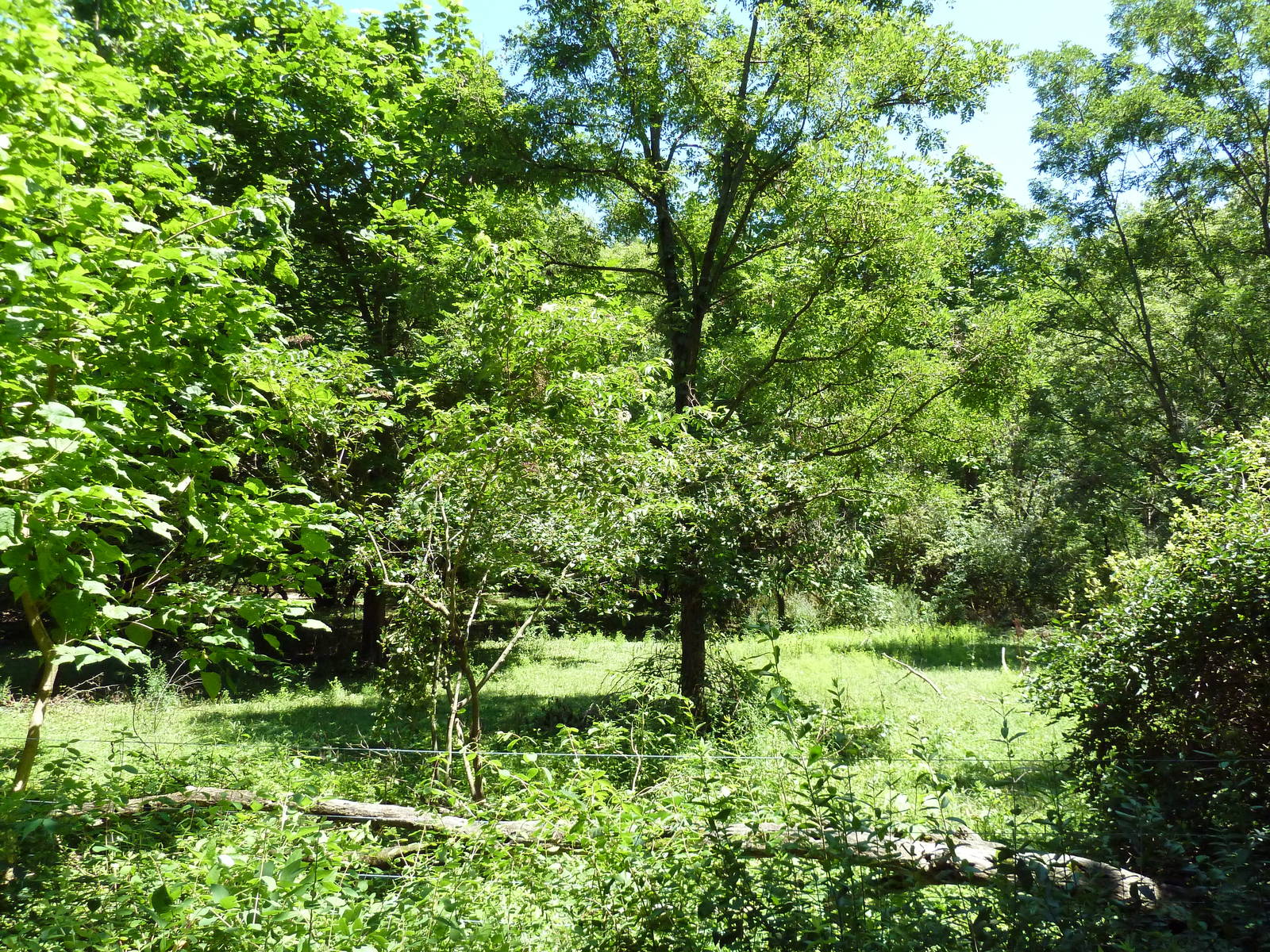 Przewalski's Wild Horse Exhibit