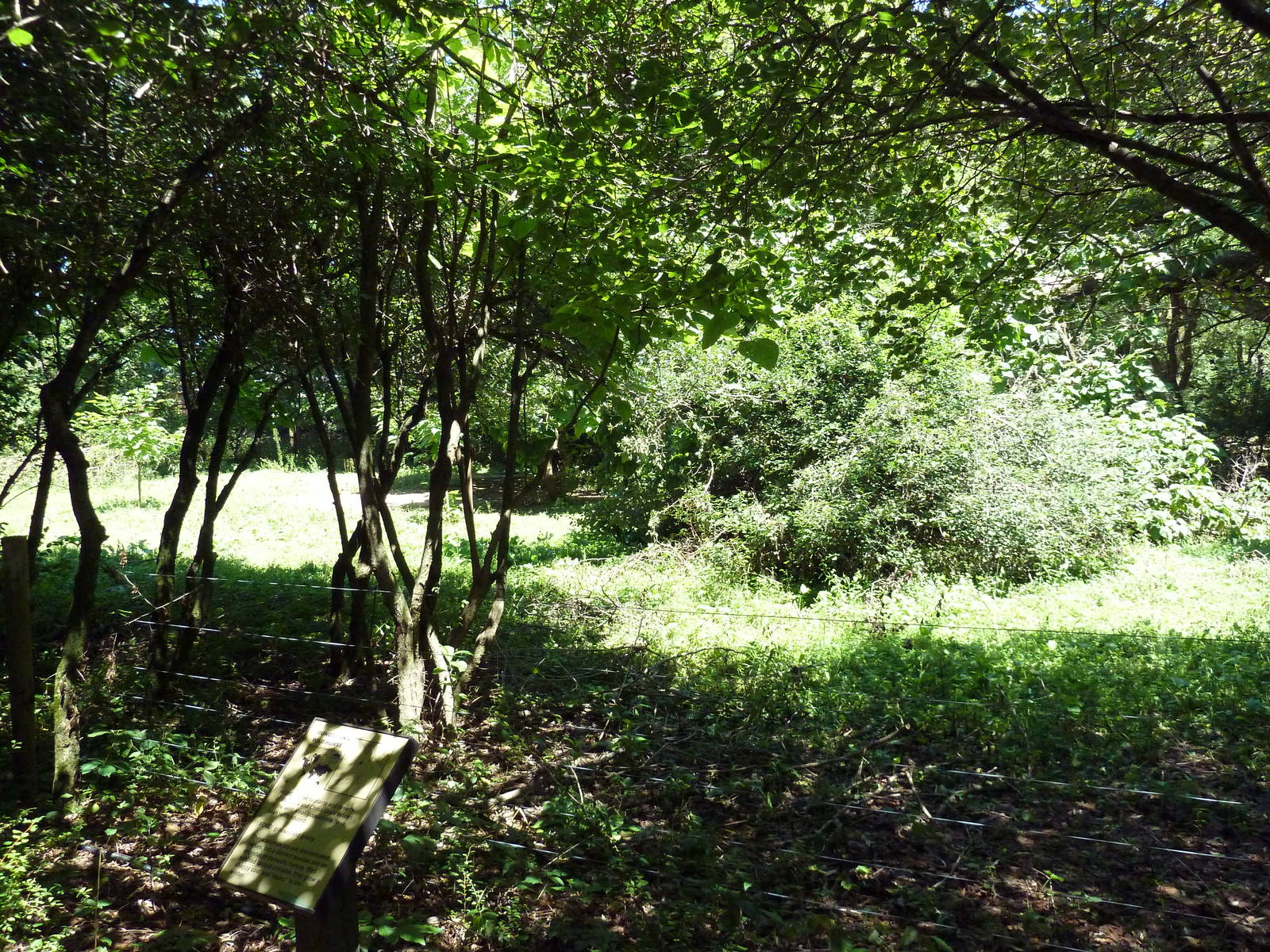 Przewalski's Wild Horse Exhibit