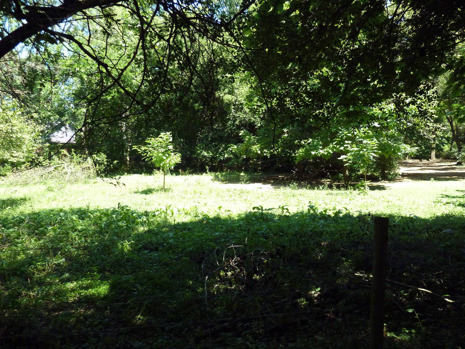 Przewalski's Wild Horse Exhibit