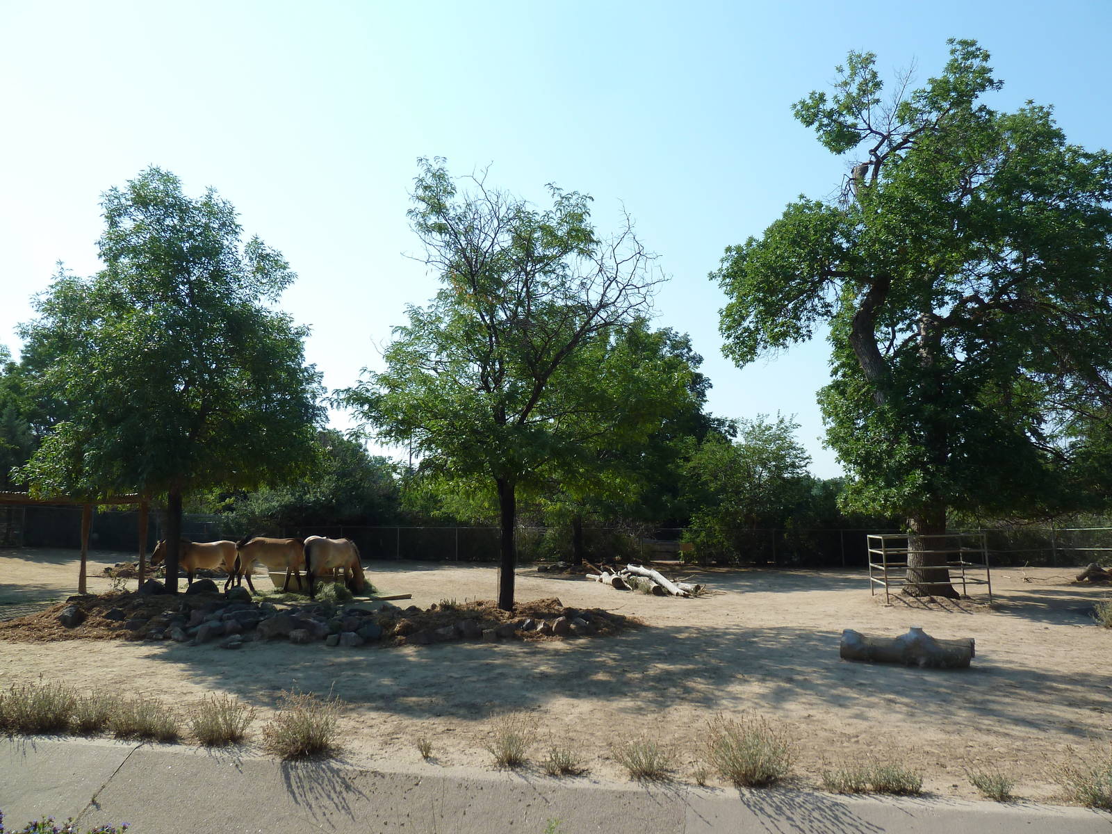 Przewalski's Wild Horse Exhibit