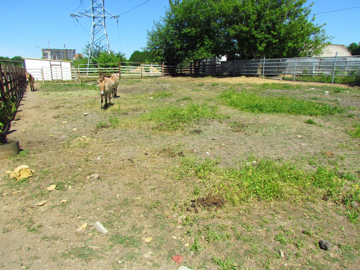 Przewalski's wild horse exhibit