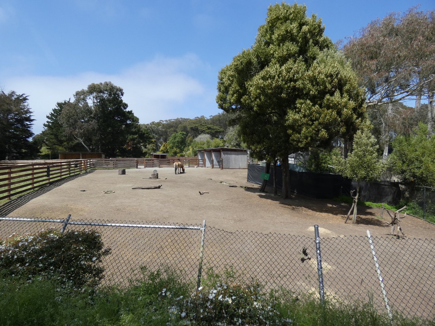 Przewalski's wild horse exhibit