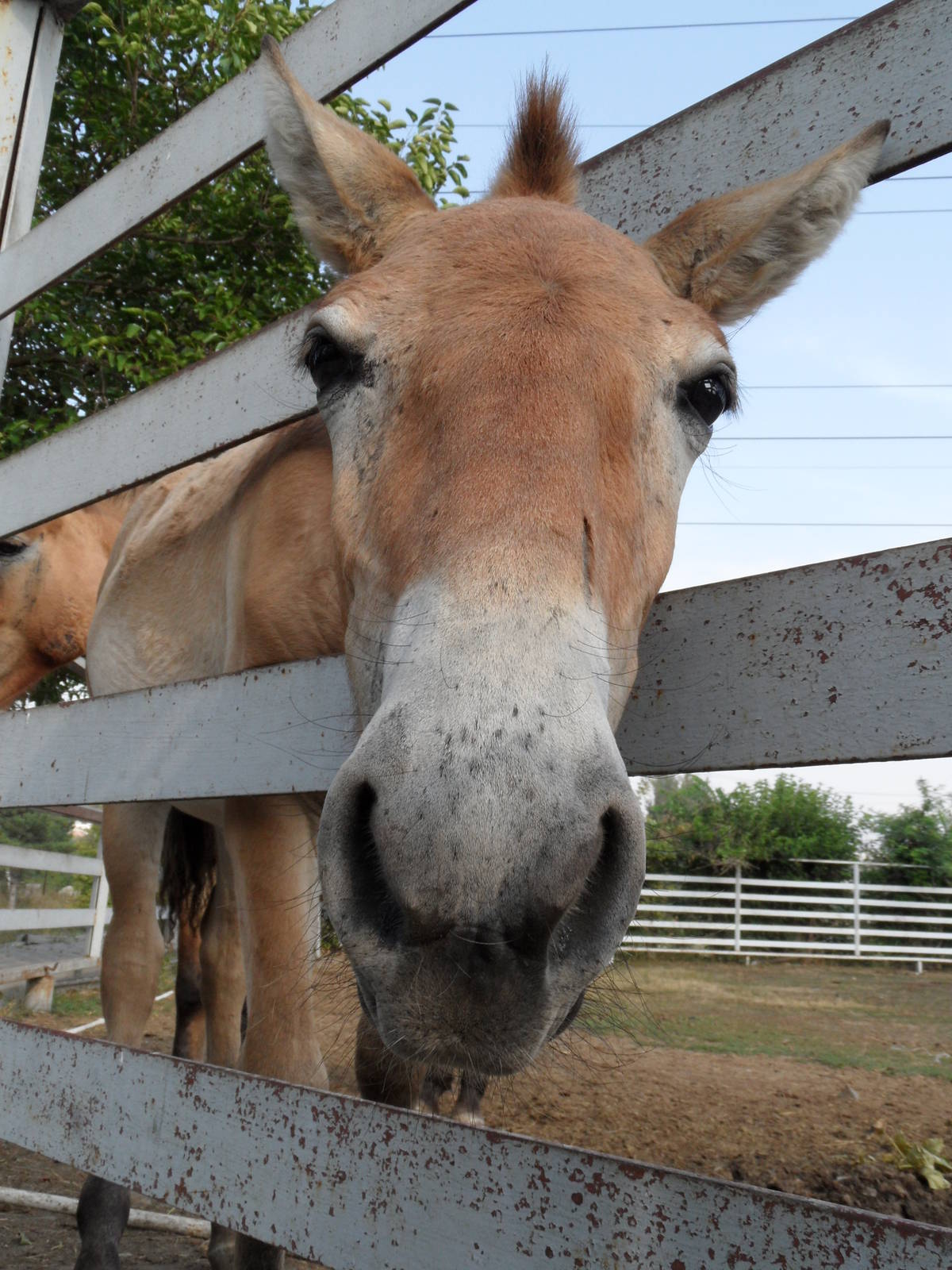 Przewalski's wild horse - foal, born 2012