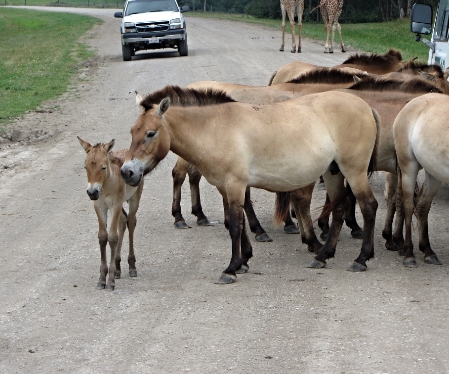Przewalski's Wild Horse Herd