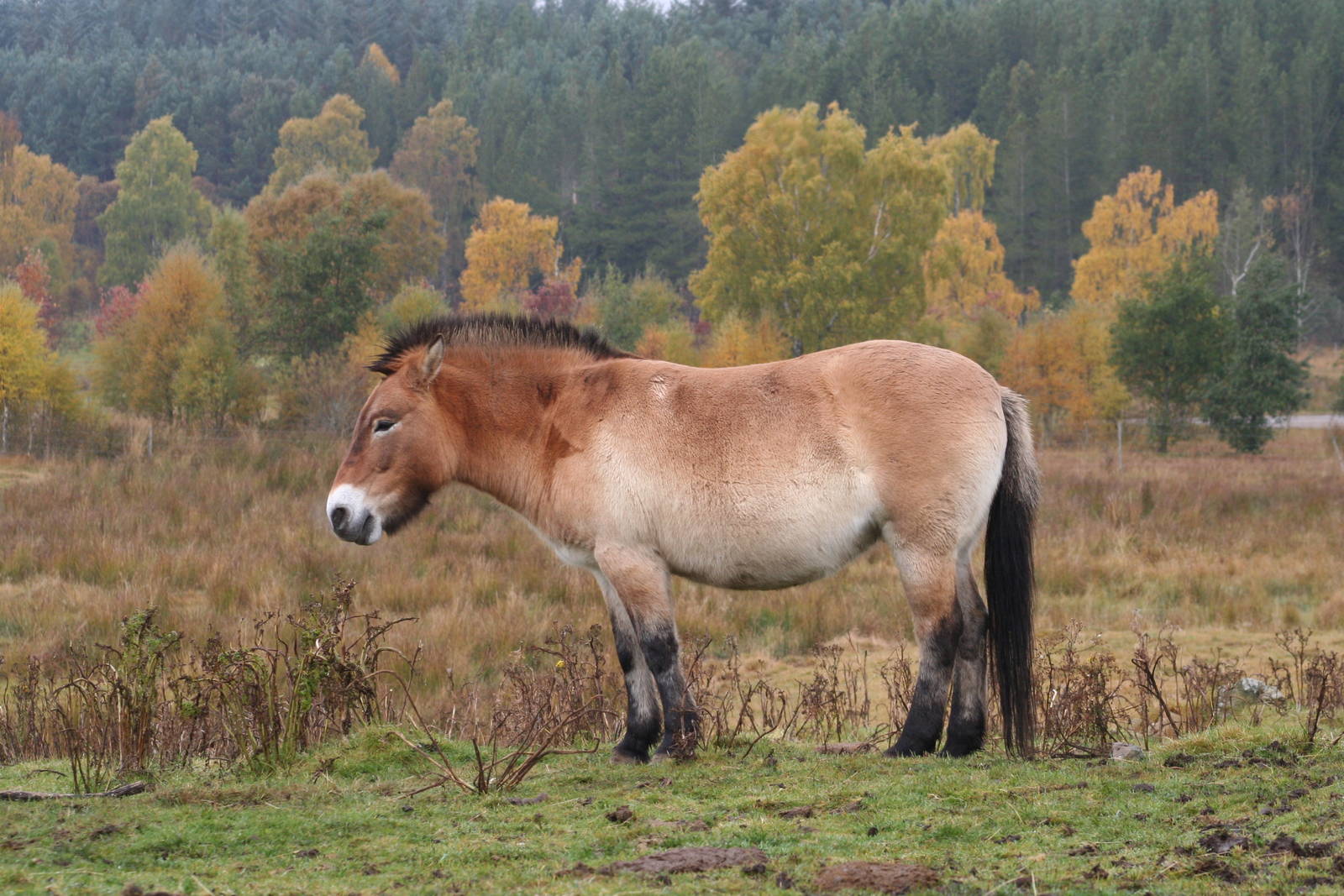 Przewalski's Wild Horse @ Highland Wildlife Park, 16.10.2012