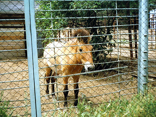 Przewalski's Wild Horse in Kishinev Zoo