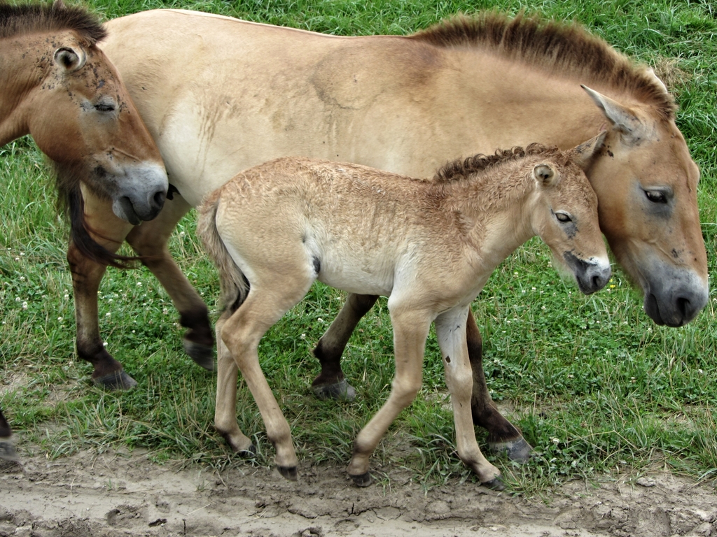 Przewalski's Wild Horse Mare and Foal