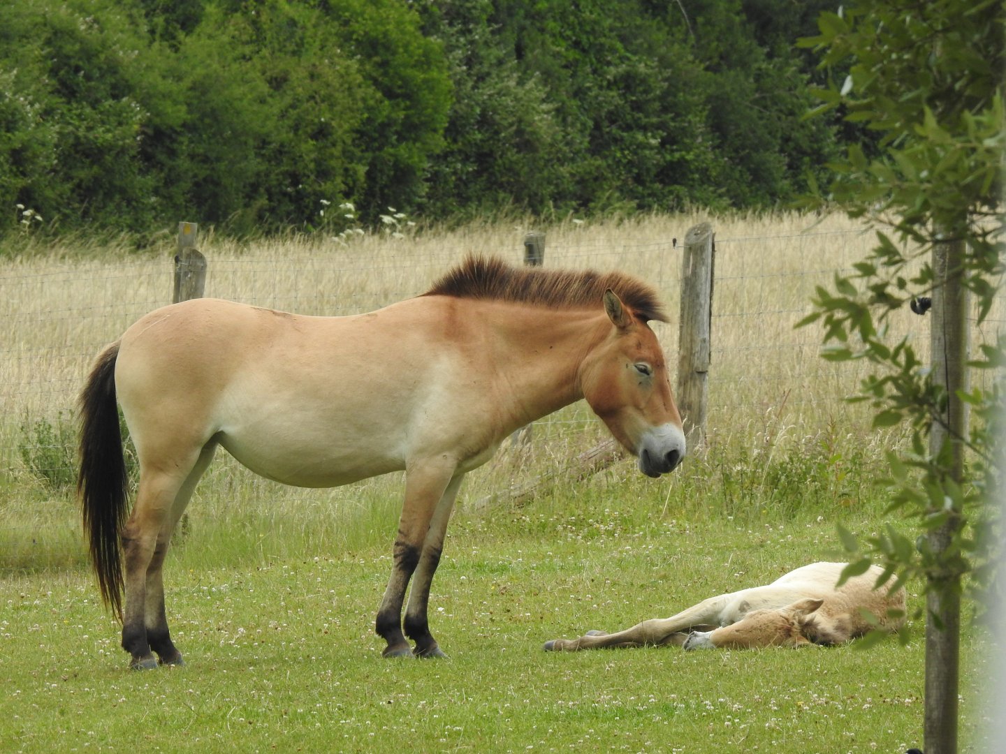 Przewalski’s Wild Horse Mother and Foal (Equus ferus przewalskii)