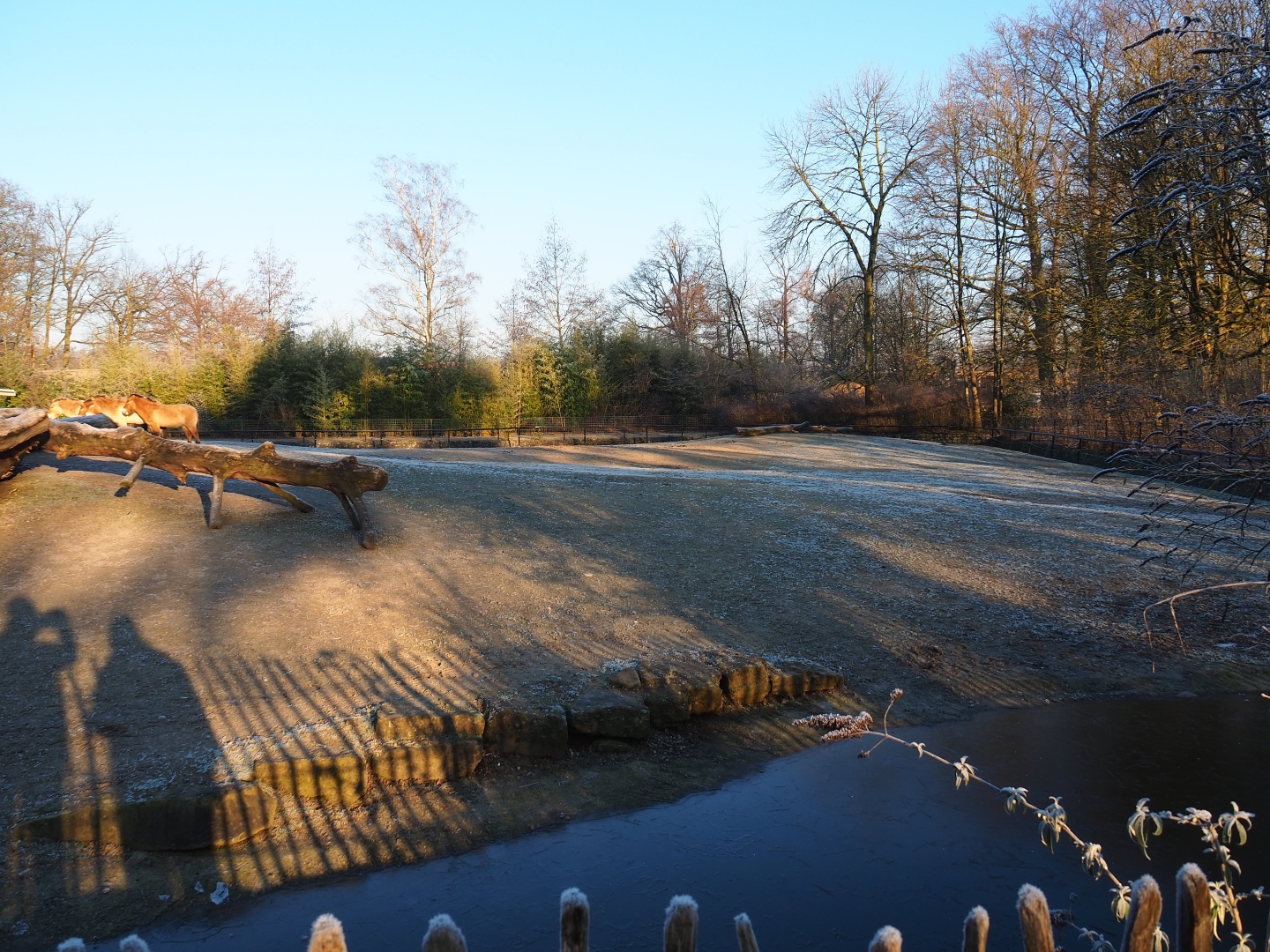 Przewalski's wild horse paddock (Jan 20th, 2019)