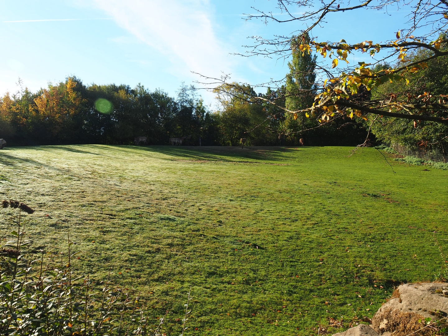 Przewalski's wild horse paddock (Oct 13th, 2018)